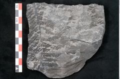 Foto (Detailansicht) von Odontopteris minor Brongniart (NHMW-GEO-2024-0188-10724)